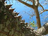 La Ceiba de Vieques - VIEQUES